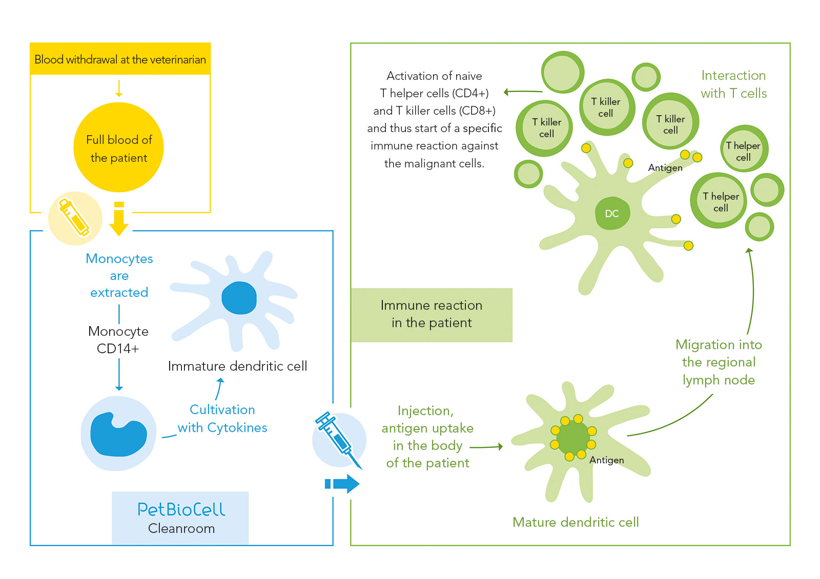 dendritic cell therapy
