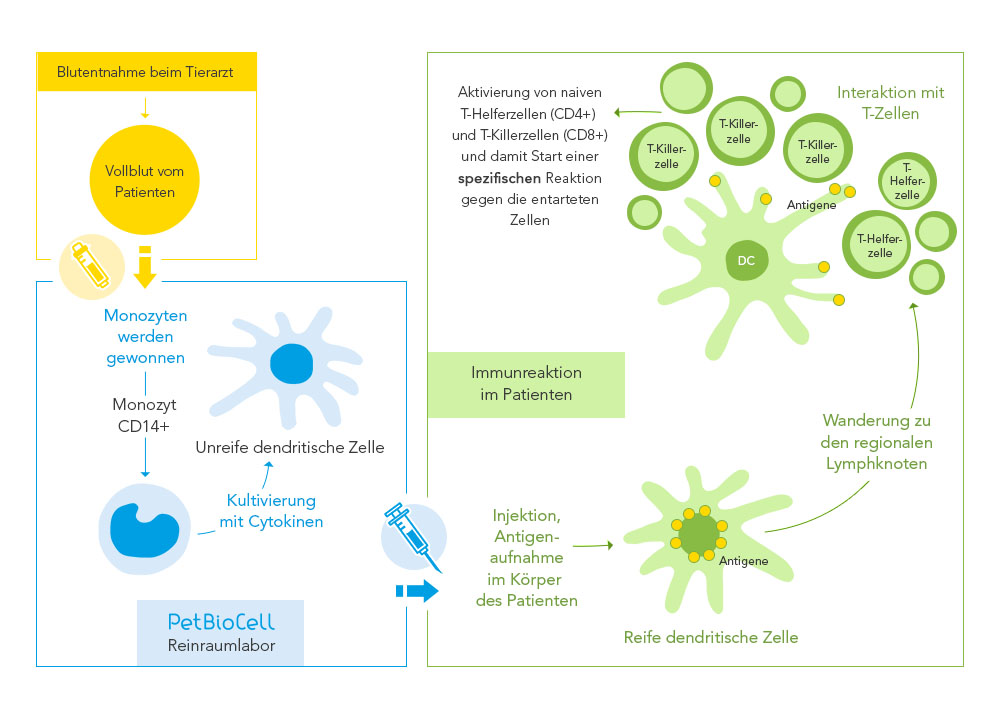 Ablauf Dendritische Zelltherapie
